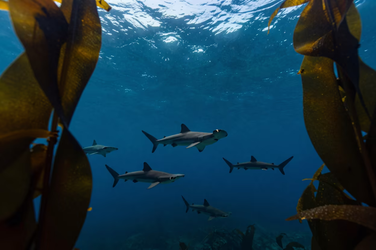 Silhouetted Hammerhead Sharks in Kelp Forest Busan in through a forest of kelp fronds near Busan