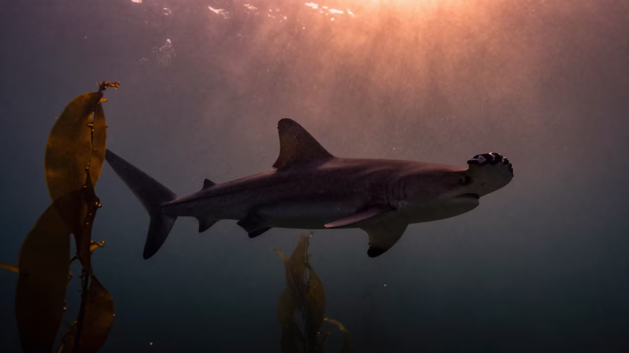 Hammerhead Silhouette Kelp Indonesia Sunset in along a kelp-fringed shelf in Indonesia