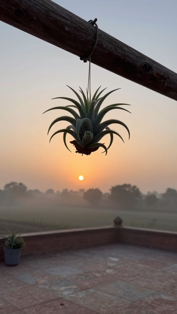 Hanging Air Plant Morning Light Rajasthan in in Rajasthan