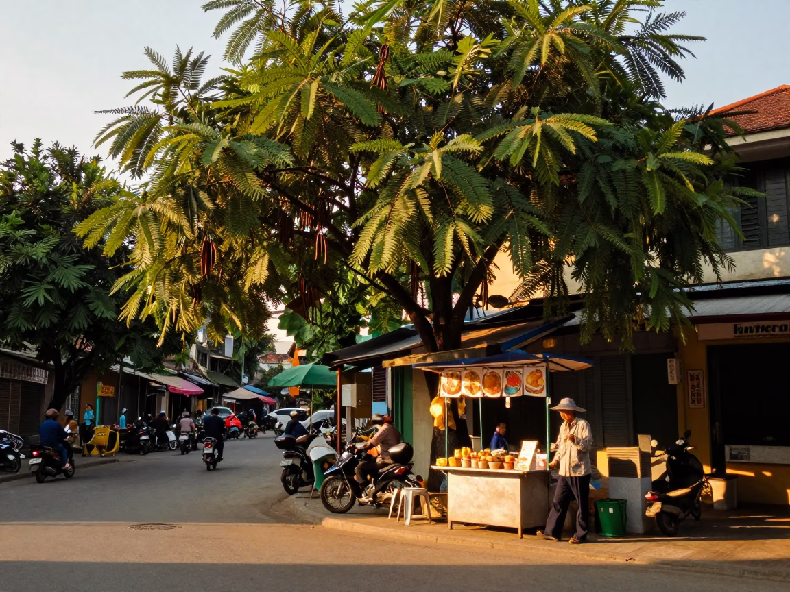 Hanoi Vietnam Street Scene Golden Hour Tamarind Tree and Local Vendor with Rosemary Garnish in in Hanoi, Vietnam