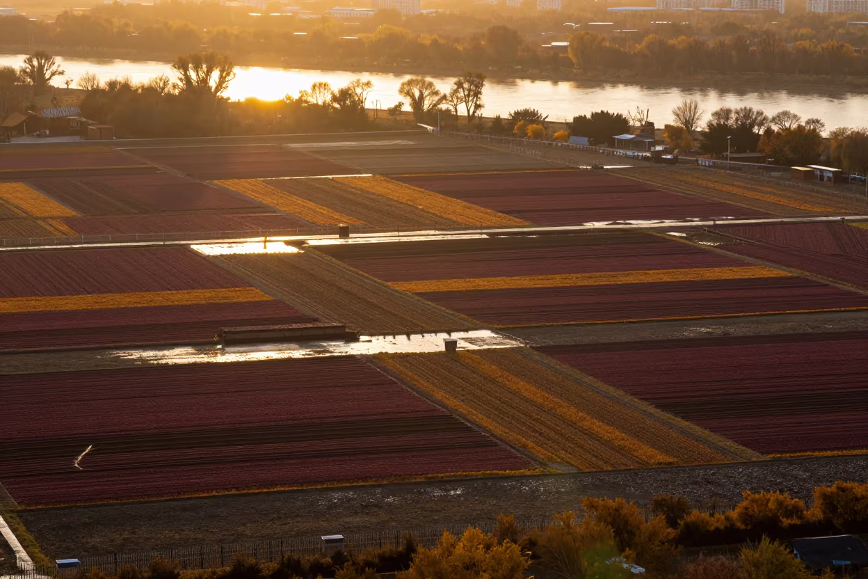 Harbin Allotment Gardens in Late Autumn Sun Shower in far above river meanders near Harbin