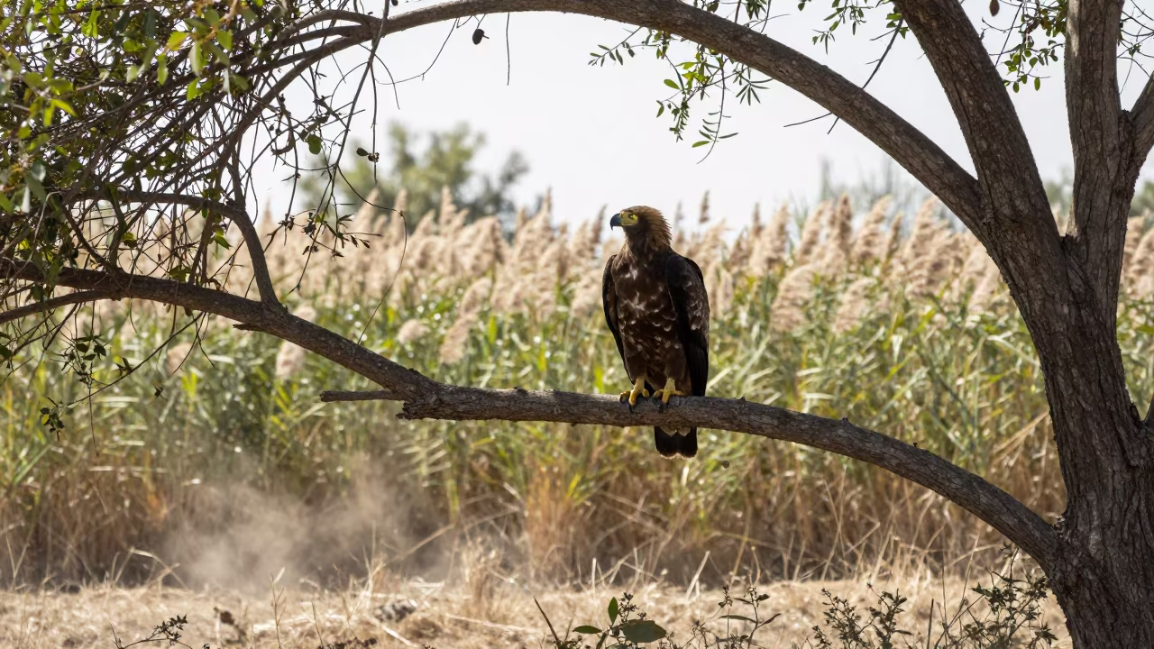 Harpy Eagle Perched Reed Bed Turkey in at the edge of a reed bed in Turkey