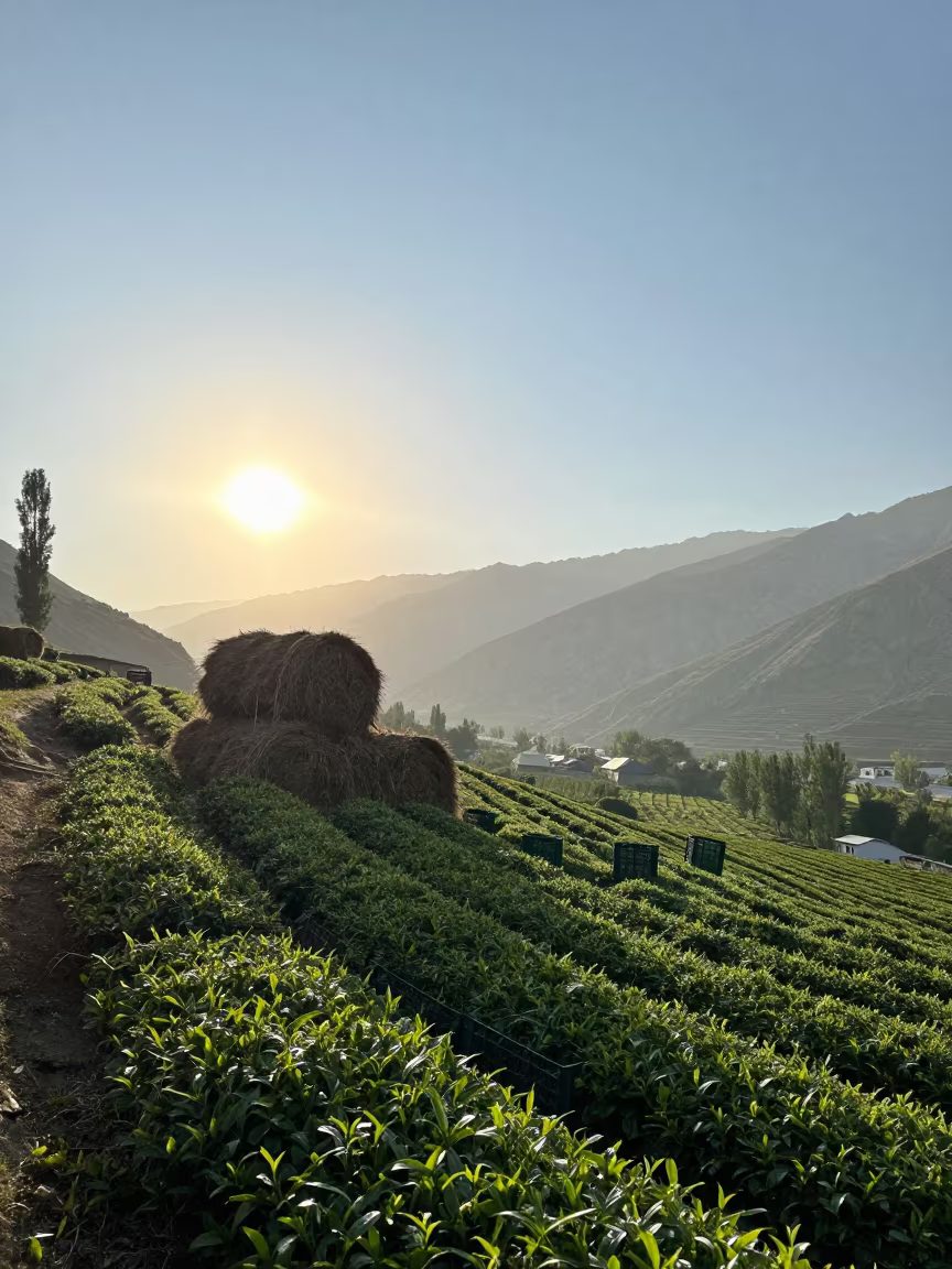 Harvest Crate on Tea Slope at Dawn Near Skardu in beside stacked hay bales near Skardu