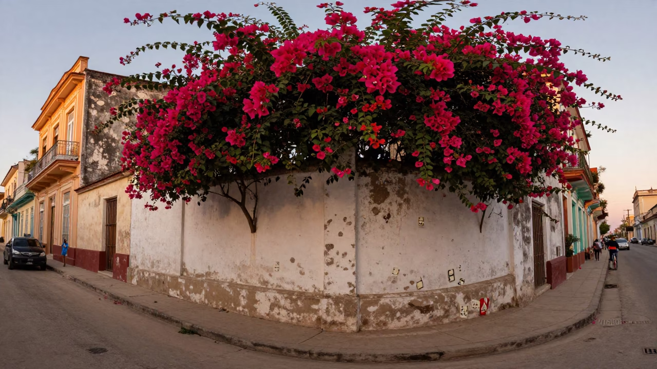 Havana Cuba Evening Street Scene with Dominoes and Bougainvillea in Honeyed Light in in Havana, Cuba