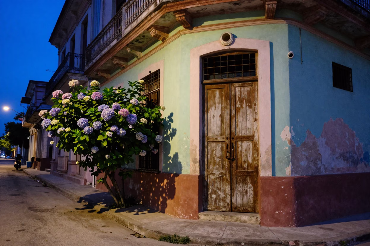 Havana Cuba Evening Street Scene With Hydrangea Bush And Local Architecture in in Havana, Cuba