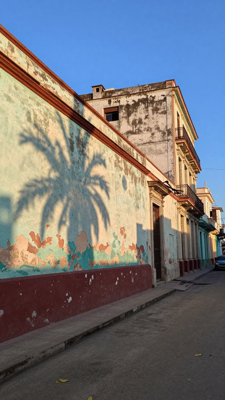 Havana Cuba Late Afternoon Street Scene With Leaf Shadows On Latch And Chow Chow in in Havana, Cuba
