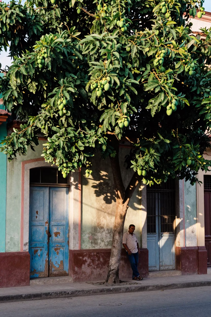 Havana Cuba Morning Street Scene with Mango Tree and Vintage Car in in Havana, Cuba
