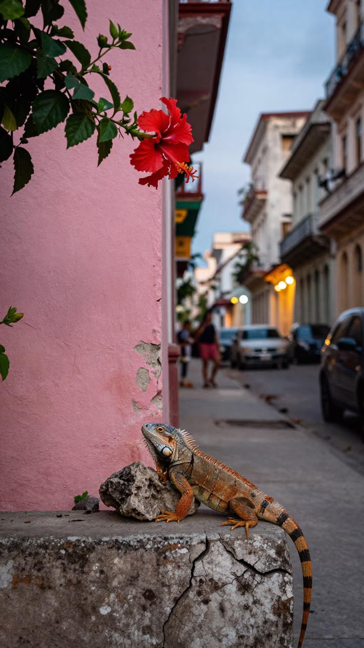 Havana Cuba Street Scene at Dusk with Hibiscus Flower and Iguana in in Havana, Cuba