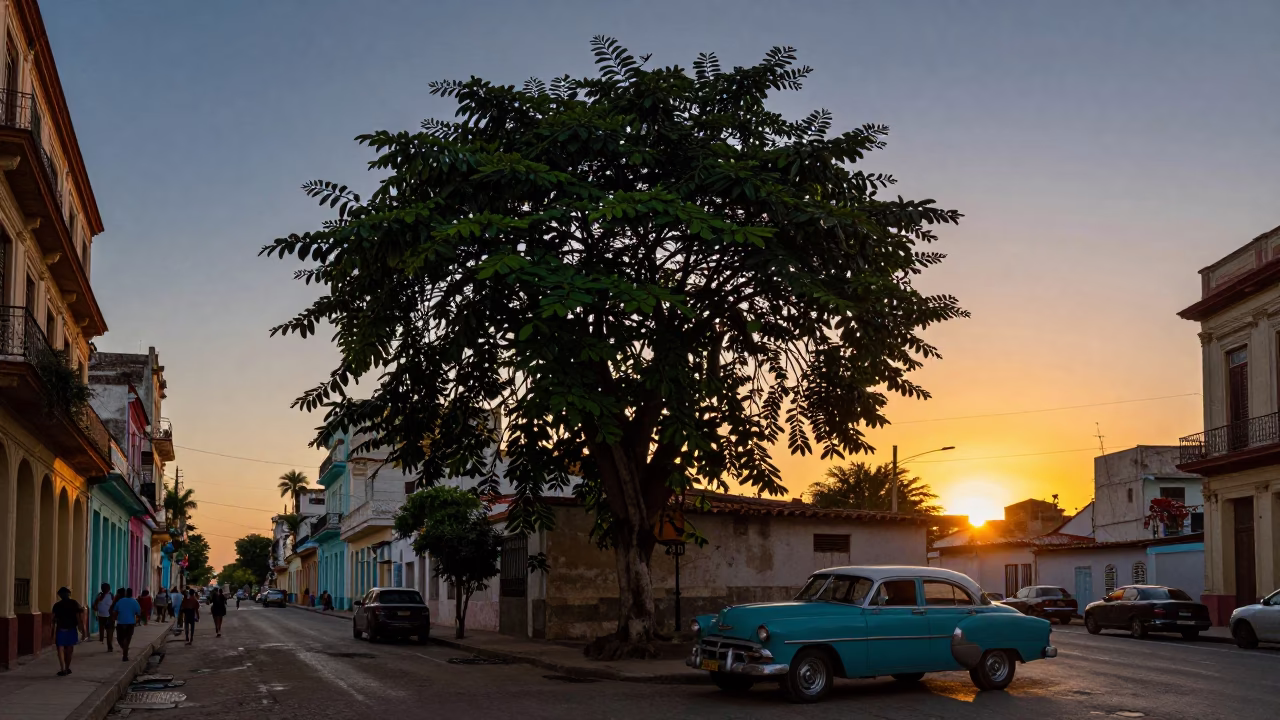 Havana Cuba Sunset Street Scene with Strangler Fig and Classic Cars in in Havana, Cuba