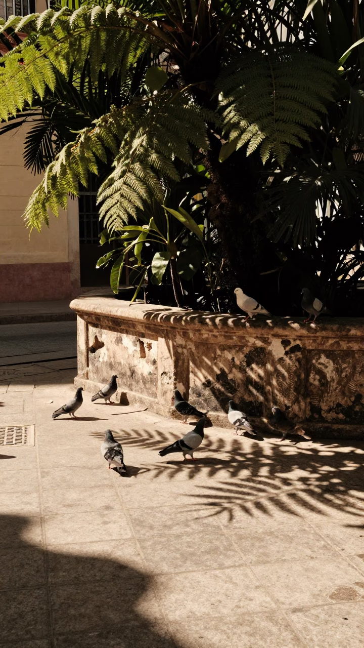 Havana street corner with pigeons and leaf shadows on tiled floor in in Havana, Cuba