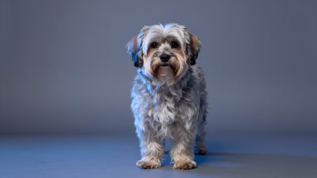 Havanese Portrait in Indigo Twilight Studio in in a quiet portrait studio with a plain backdrop and eye-level framing in Xiamen
