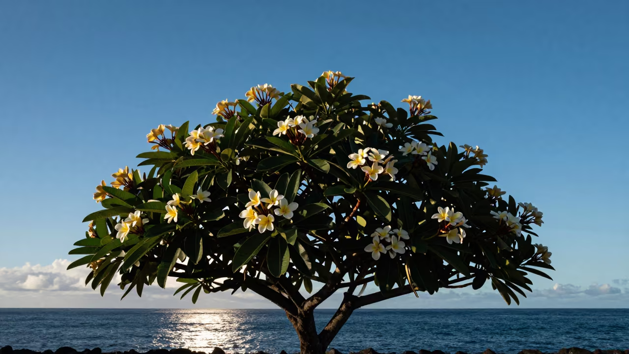 Hawaii Frangipani Bloom Late Afternoon Water Light in in Hawaii