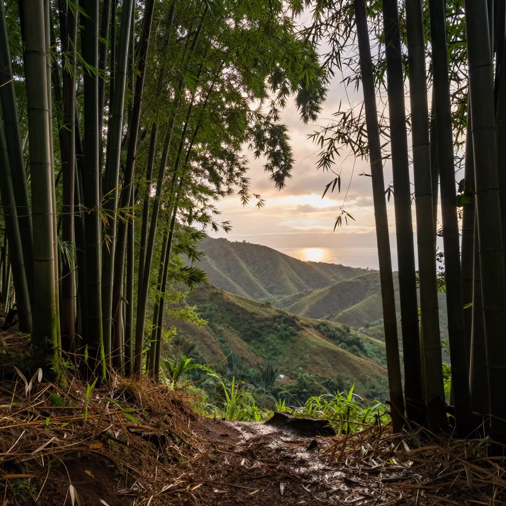 Hawaii Ridge Bamboo Grove Evening Light in from a ridge above layered foothills in Hawaii