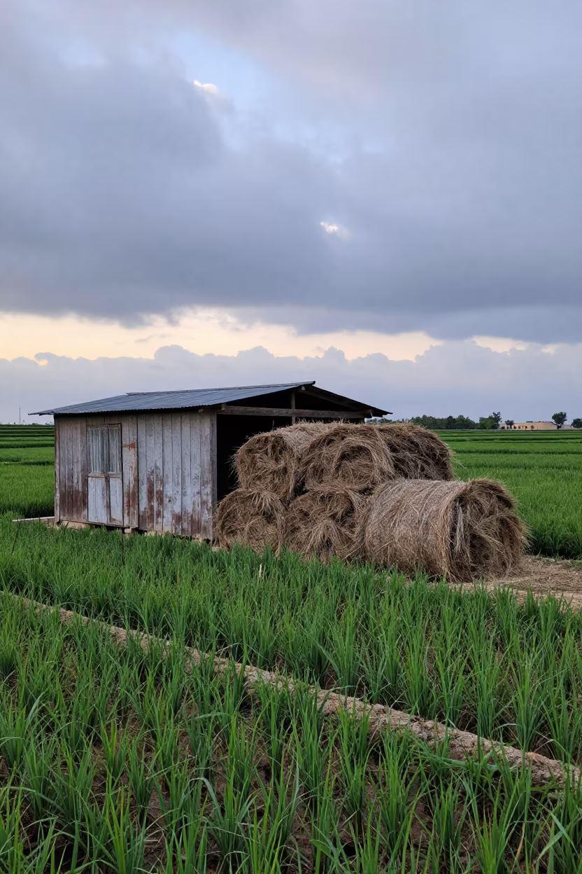 Hay Bales Near Irbid Farm Shed Dawn in among terraced rice paddies near Irbid