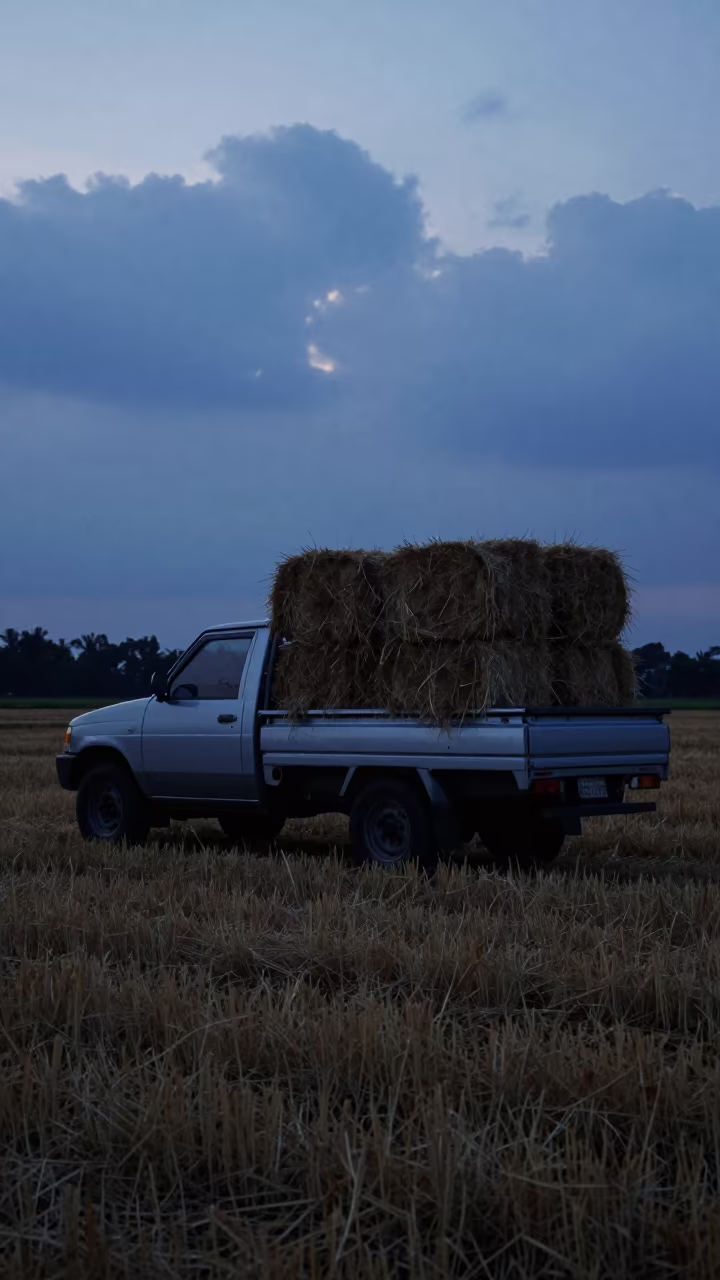 Hay Bales Silhouette in Evening Field in across a harvested grain field in Kota Kinabalu