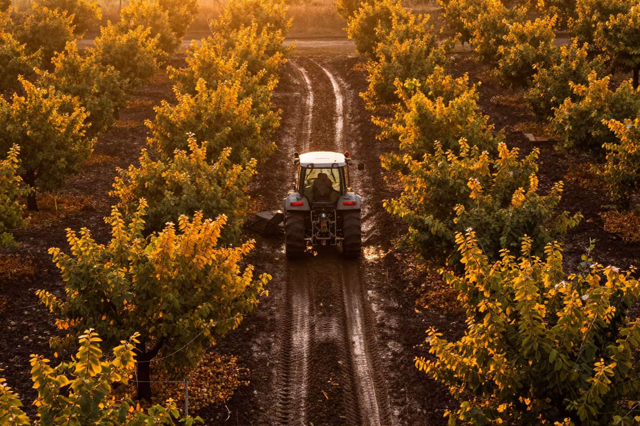Hazelnut Orchard Autumn Leaves Aerial View in beside a tractor track through dark soil near Sandaga Market, Dakar