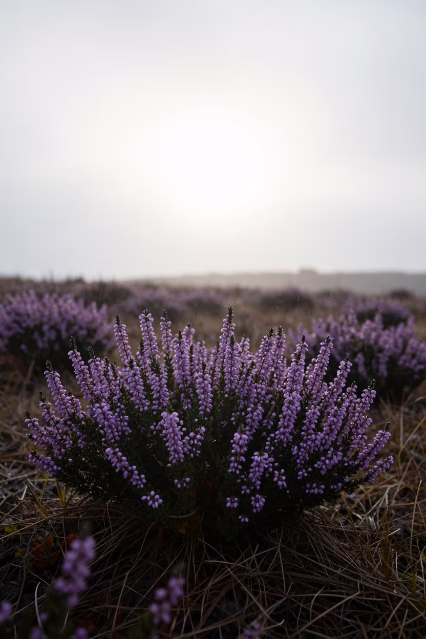 Heather Silhouetted at Dawn on Scottish Moor in near Sialkot