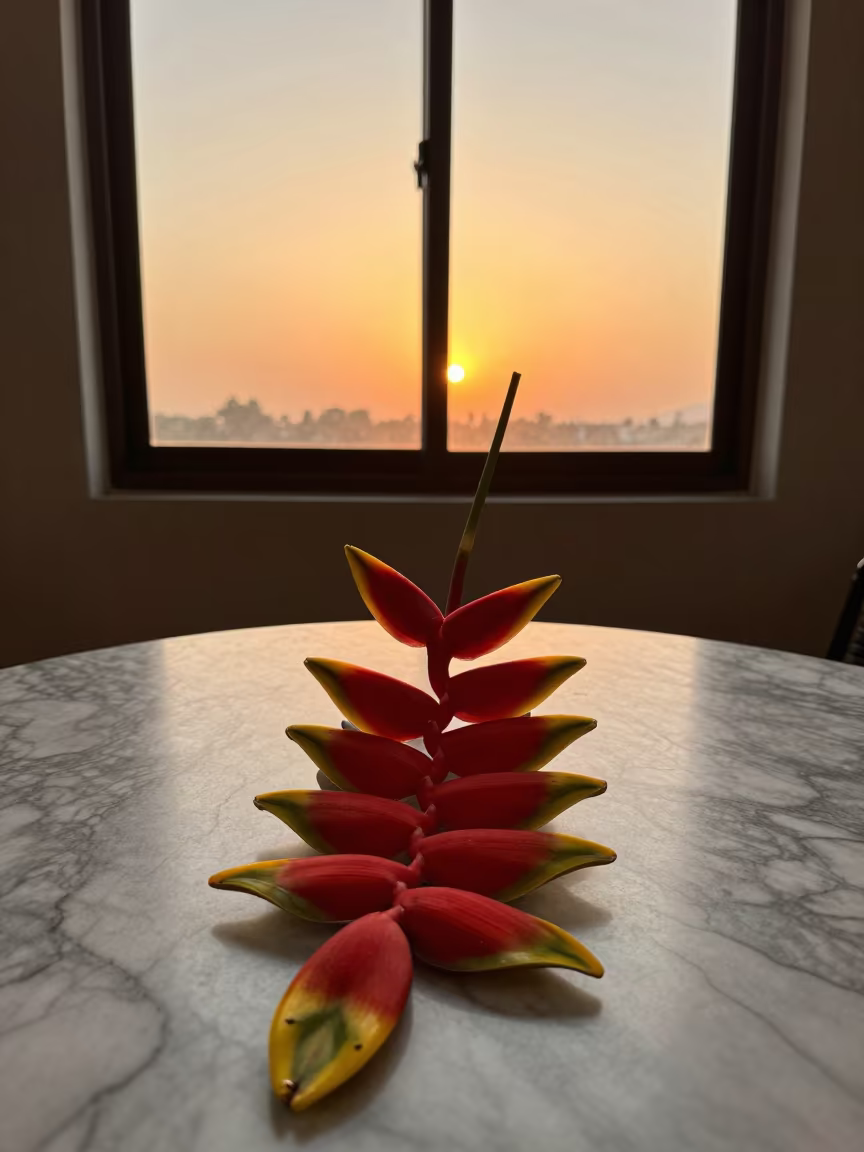 Heliconia Bracts on Marble Table at Sunset in on a marble cafe table in Mirpur Khas