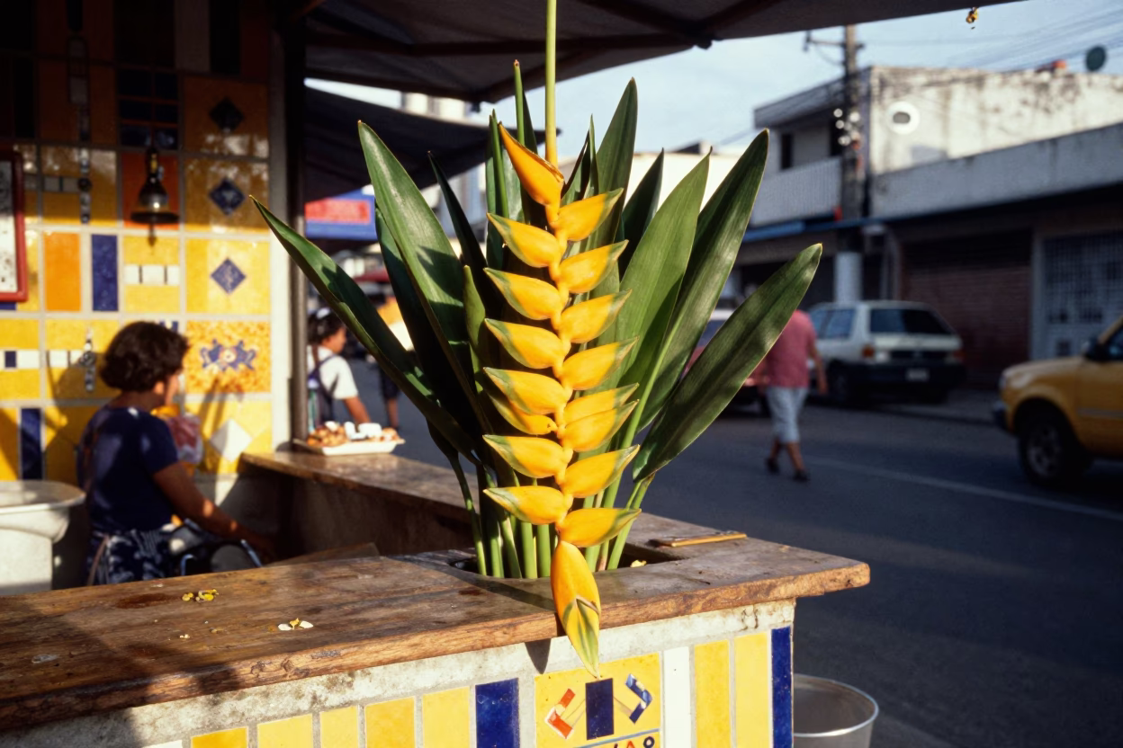 Heliconia flowers and street life in Salvador Brazil early afternoon in in Salvador, Brazil