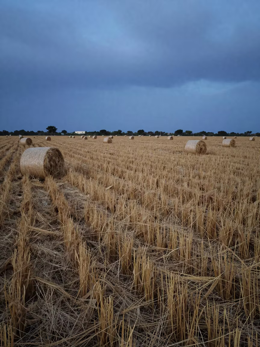 Hemp Harvest Sanaa Evening Storm in beside stacked hay bales near Sana'a