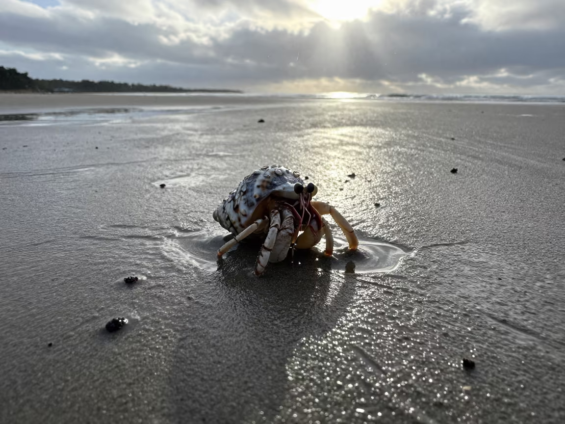 Hermit Crab Migration Dawn Beach Auckland in near Auckland