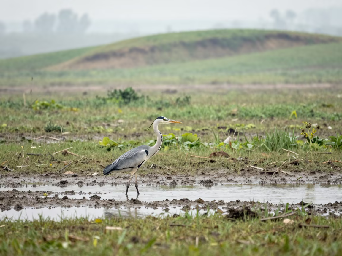 Heron Stalking in Nagaland Shallow Wetlands in in Nagaland