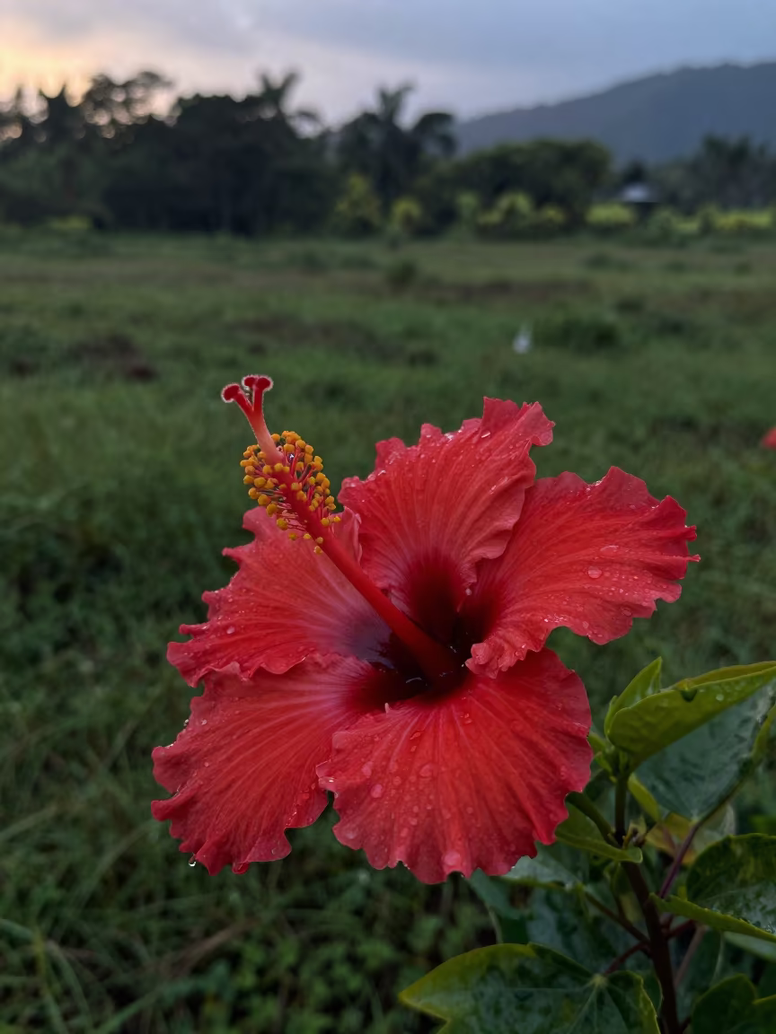 Hibiscus with Curling Stamen in Hawaii Meadow in in a bloom-heavy meadow in Hawaii