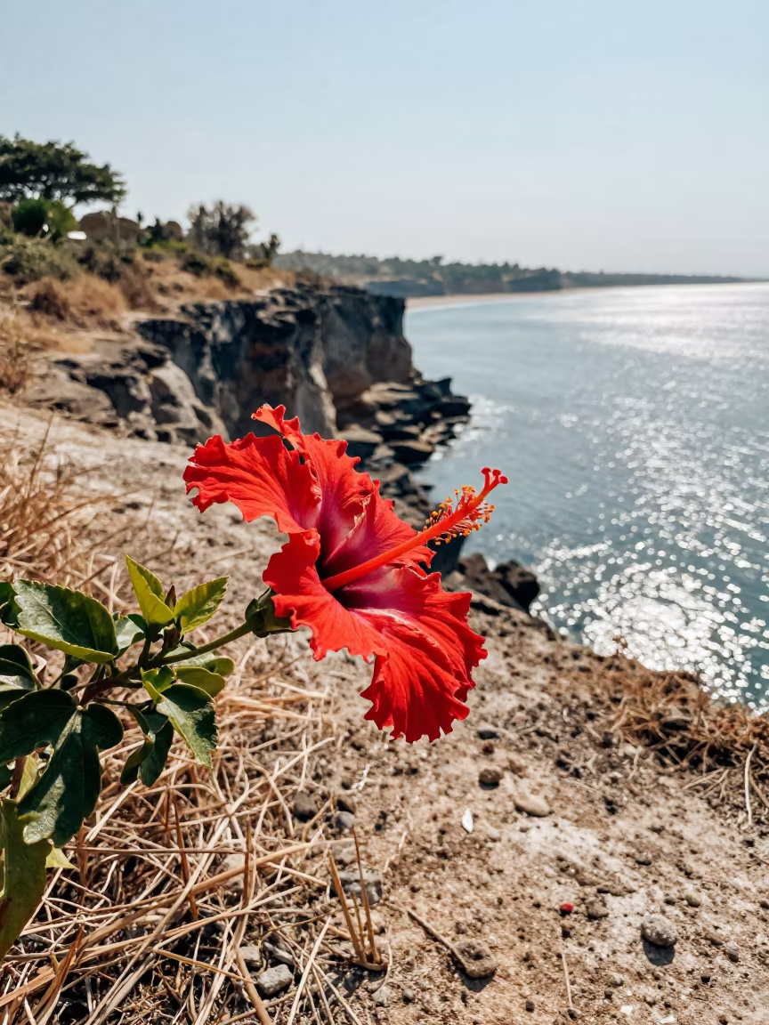 Hibiscus on Dar es Salaam Cliff Edge in along a salt-sprayed cliff edge near Dar es Salaam