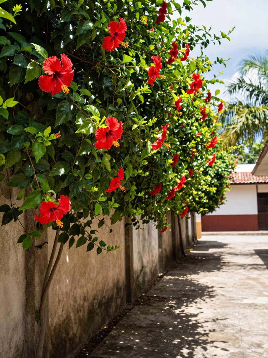 Hibiscus Hedge Along Colombian Courtyard Wall Noon in in Colombia