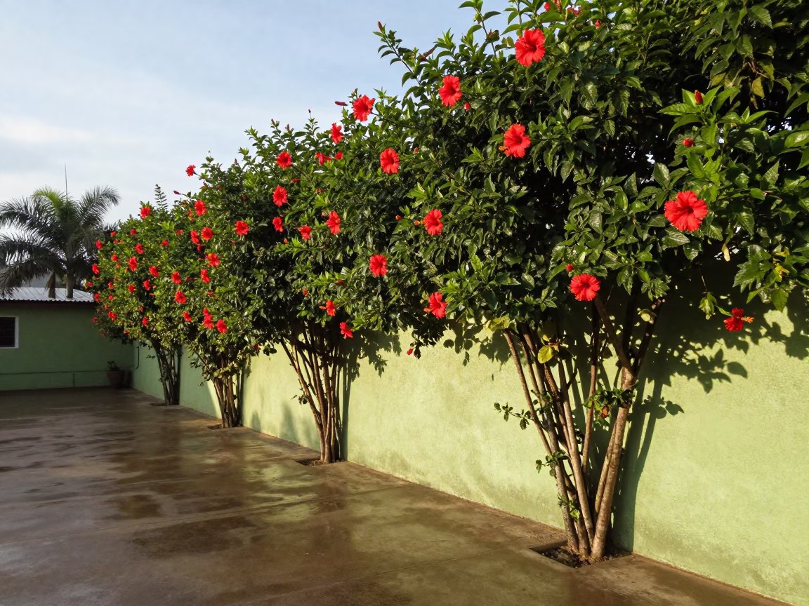 Hibiscus Hedge Along Tropical Wall in Brazil in in Brazil
