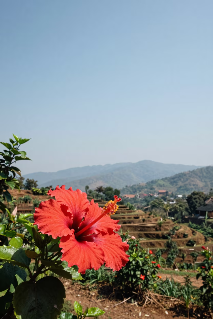 Hibiscus in Wet Season Luang Prabang in among terraced garden plots near Luang Prabang