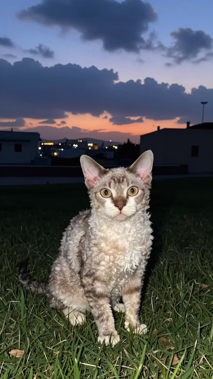 Highlander Cat in Twilight Garden Hamad Town in in a small yard with clipped grass, calm light, and the animal centered in frame near Hamad Town