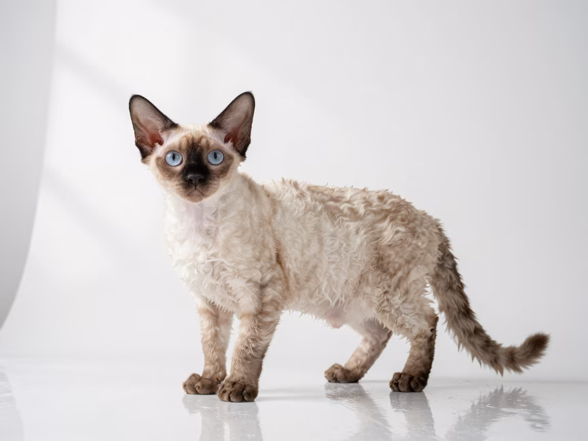 Highlander Cat Portrait in Jakarta Studio in in a quiet portrait studio with a plain backdrop and eye-level framing near Jakarta