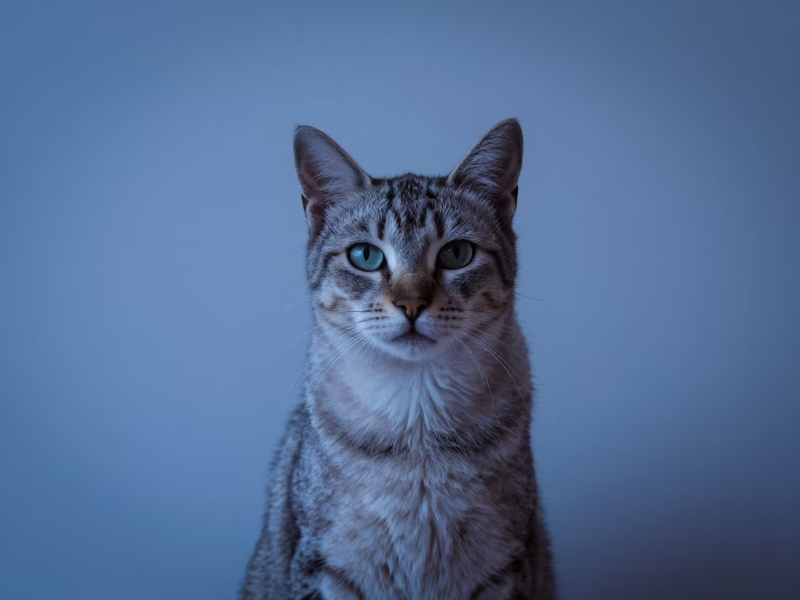 Highlander Cat Portrait in Nador Studio in in a quiet portrait studio with a plain backdrop and eye-level framing in Nador