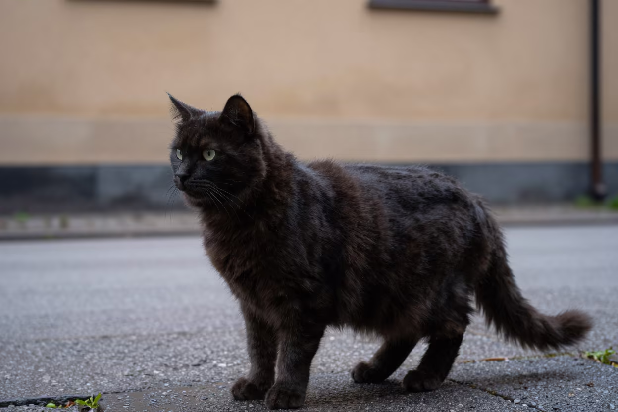 Highlander Cat Silhouette in Malmo Spring Drizzle in beside a plain courtyard wall in clear daylight with the animal at eye level in Malmo