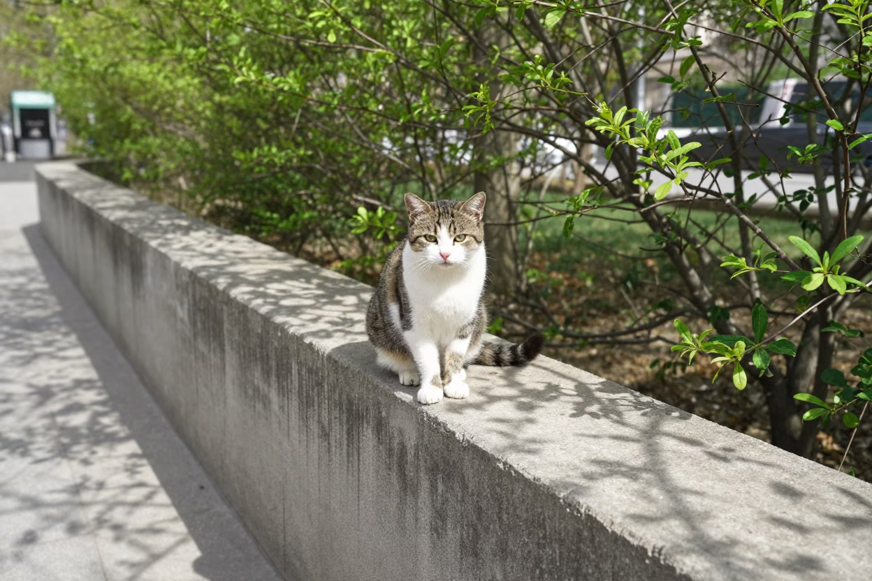 Highlander Shorthair Cat on Park Wall in along a quiet park path with soft open shade and a clean background near Abu Kabir