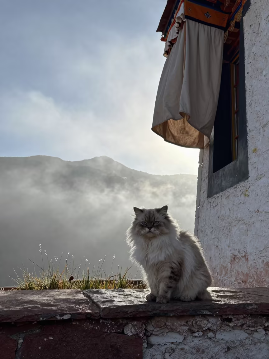 Himalayan Cat on Courtyard Wall at Dawn in Lhasa in in a small yard with clipped grass, calm light, and the animal centered in frame in Norbulingka, Lhasa