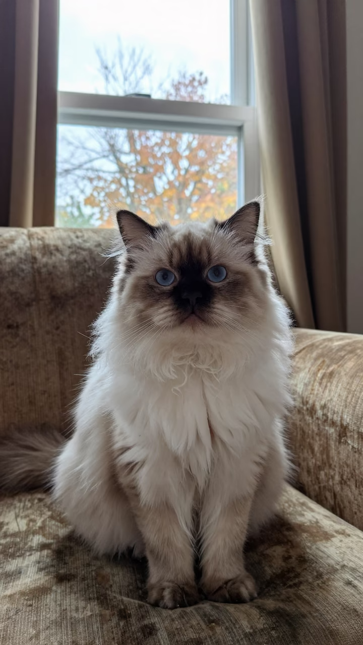 Himalayan Cat Portrait on Lhasa Sofa in on a sofa near a curtained window with calm indoor light near Lhasa