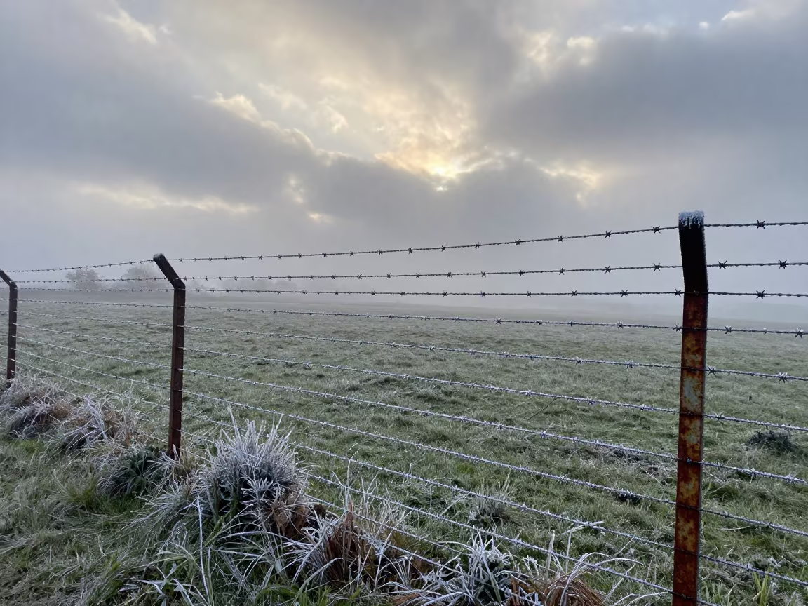 Hoarfrost on Barbed Wire Himachal Dawn in in Himachal Pradesh