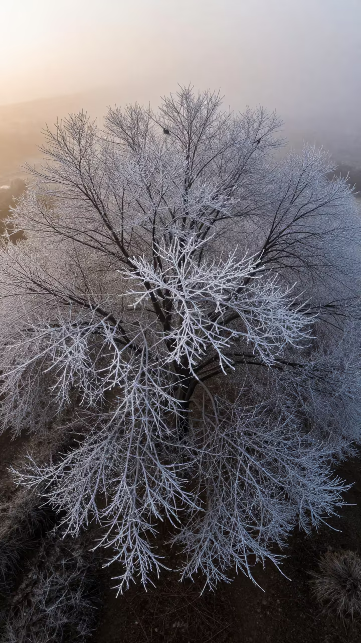 Hoarfrost on Bare Branches Malta Fog in through low marine fog in Malta