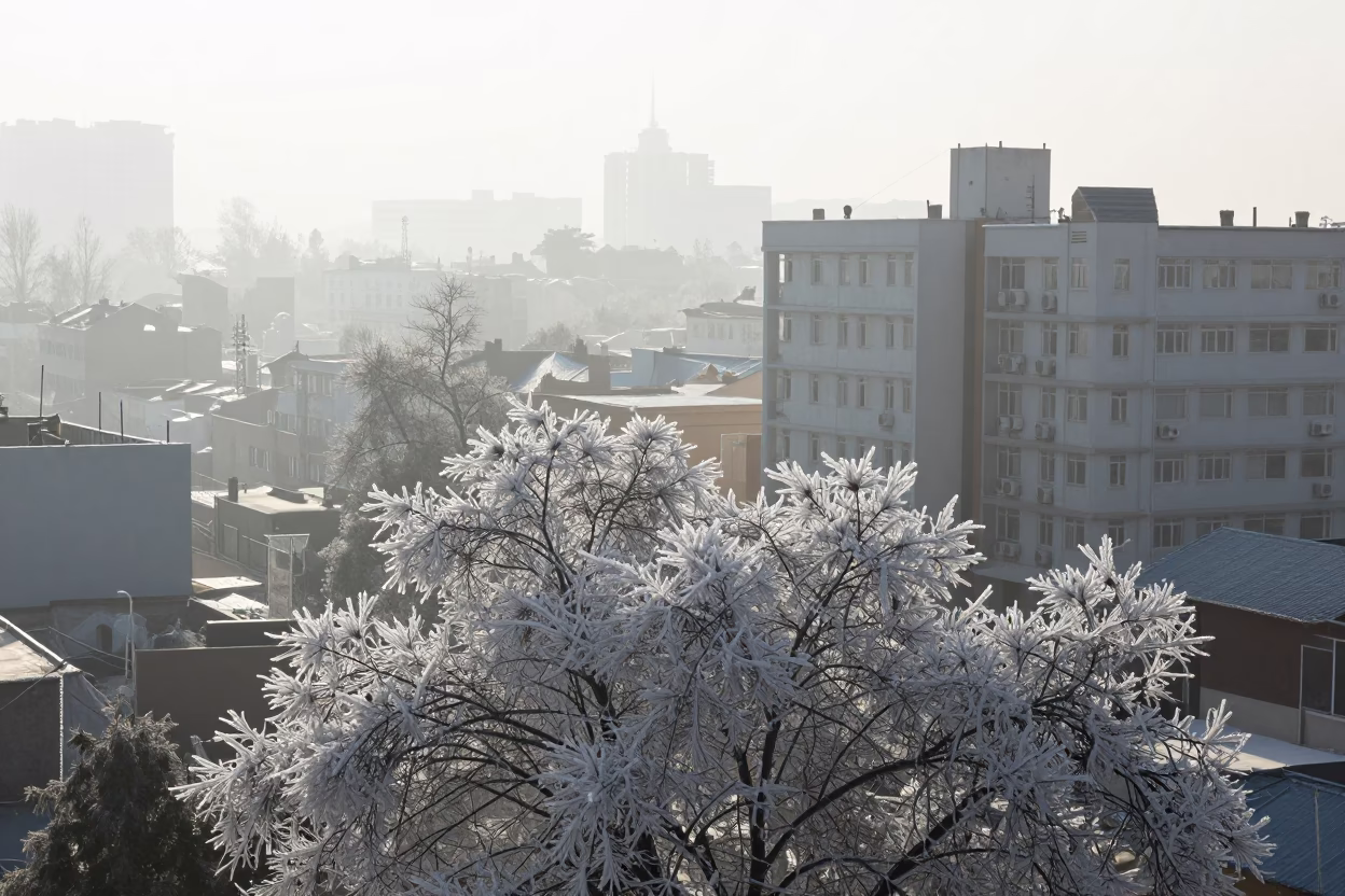 Hoarfrost Bloom City Edge Himachal Pradesh Afternoon in in Himachal Pradesh