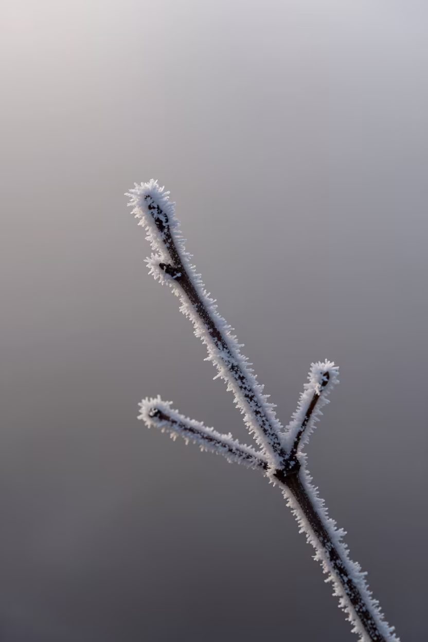 Hoarfrost Needles on Twig in Morning Fog in through low marine fog near Kokshetau