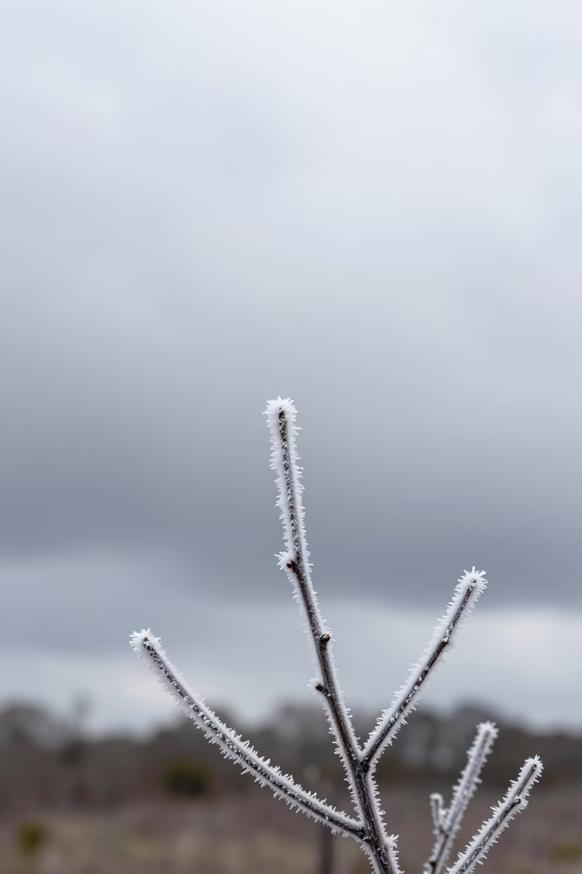 Hoarfrost Needles on Twig Over Uruguayan Storms in over a horizon of stacked thunderheads in Uruguay