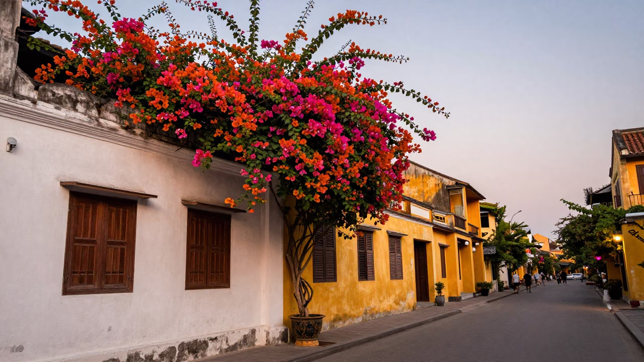 Hoi An Vietnam Before Dusk Bougainvillea Cascade Over White Wall Copper Light in in Hoi An, Vietnam