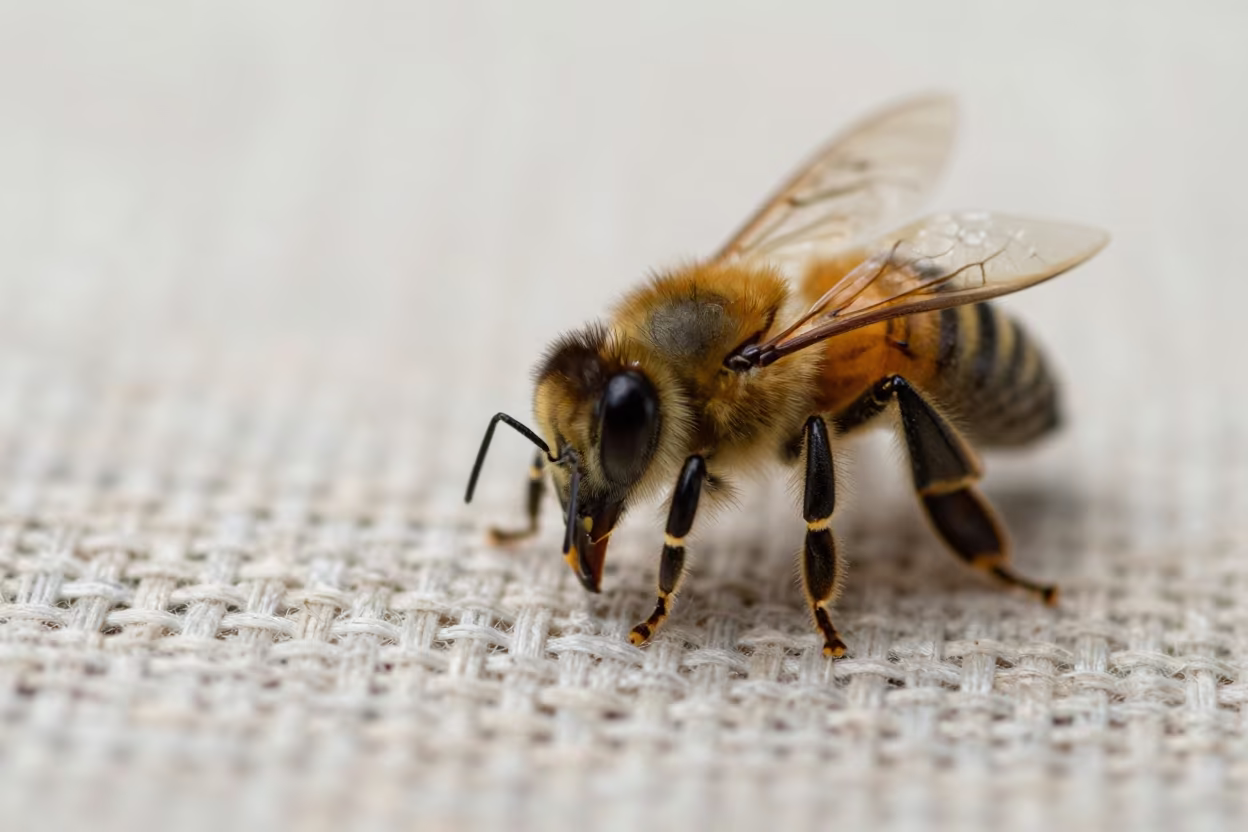 Honeybee Tongue Unfurling on Linen in Changchun in against woven linen fibers in Changchun