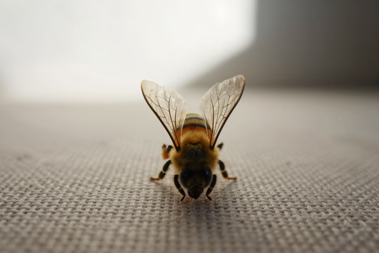Honeybee Wing Veins Backlit by Spring Light in against woven linen fibers in Ksar el-Kebir