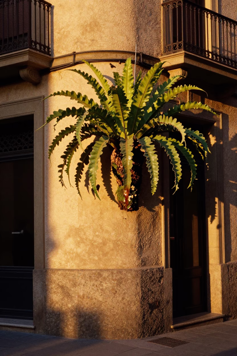 Honeyed Evening Light on Barcelona Street Corner with Staghorn Fern and Glass Decanter in in Barcelona, Spain