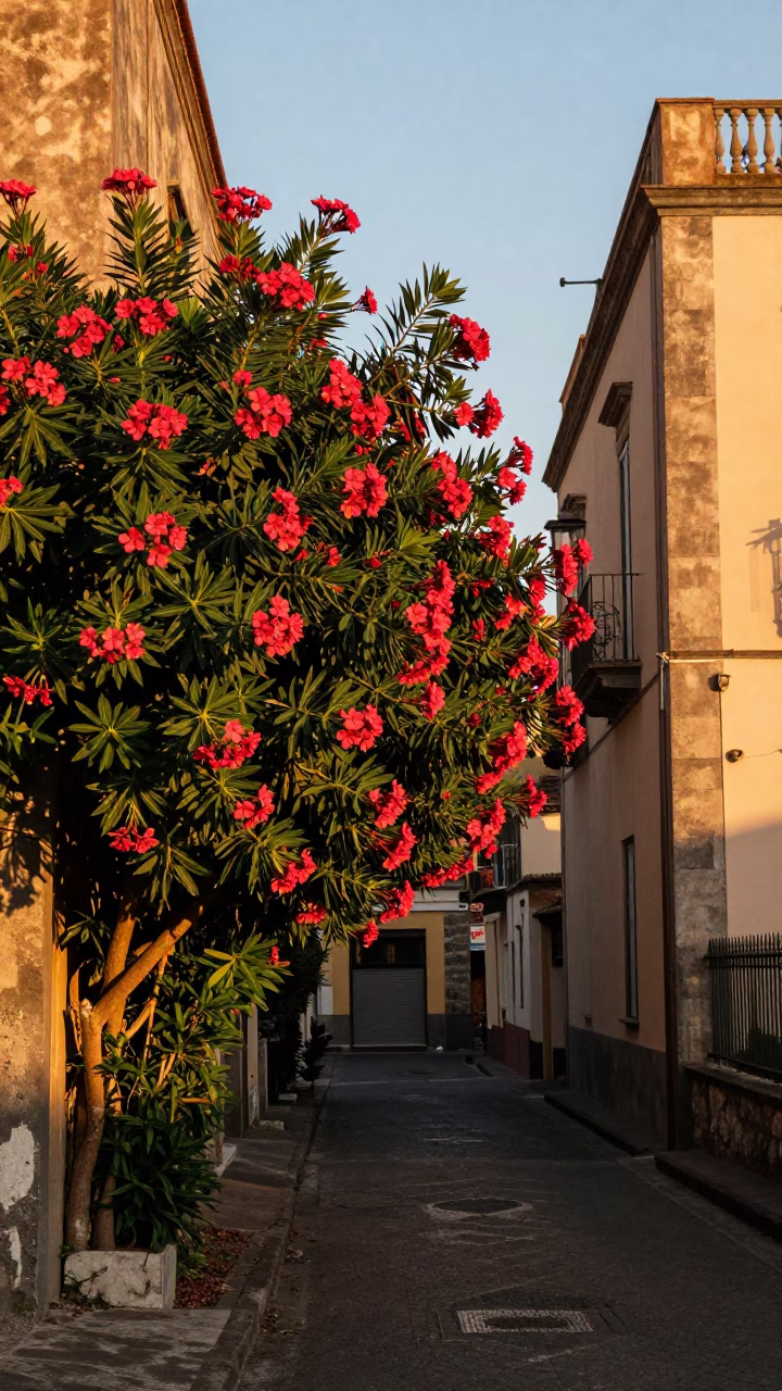 Honeyed Evening Light on Naples Oleander Hedge Along Mediterranean Lane in in Naples, Italy