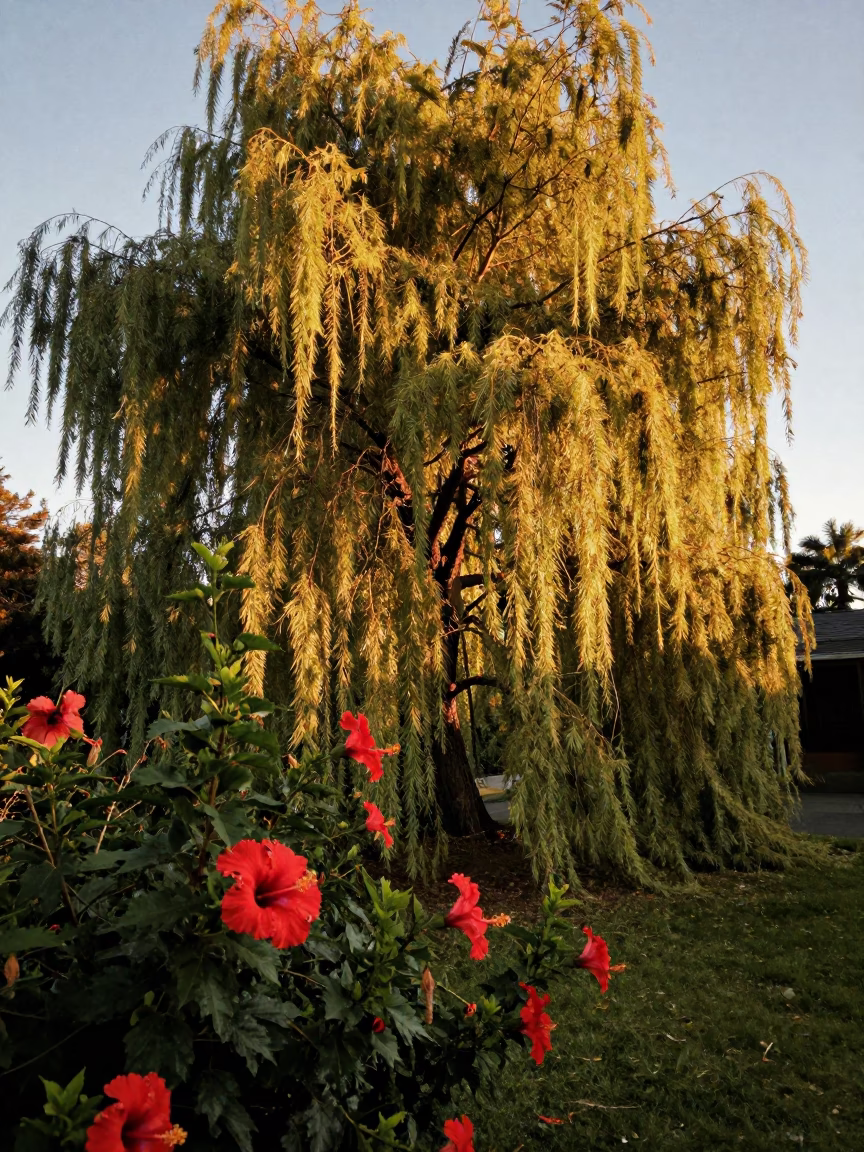 Honeyed Evening Light Over Christchurch Weeping Willow and Garden Hibiscus in in Christchurch, New Zealand