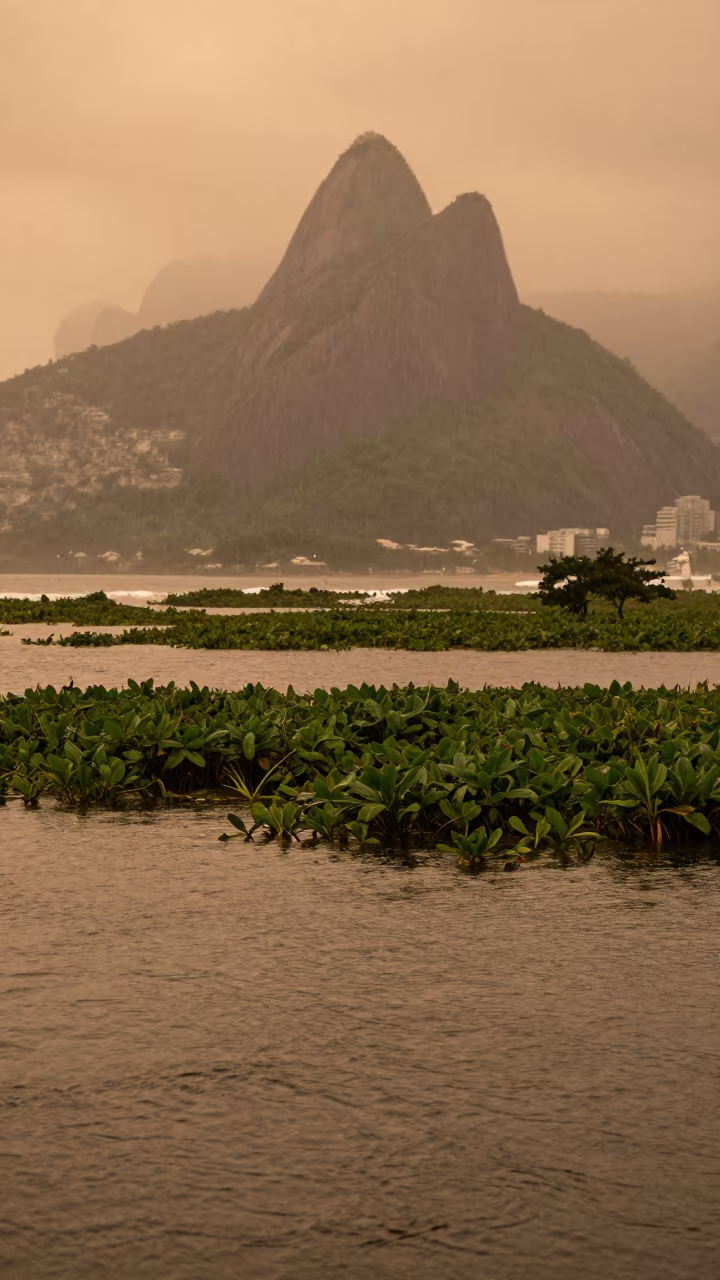 Honeyed Evening Light Over Rio Lagoon Floodplain in across a floodplain after rain near Rio de Janeiro
